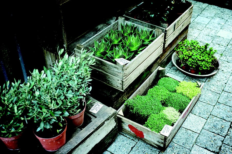 green, leaf plants, brown, wooden, boxes\, flora, nursery, olive plants, plants, pots
