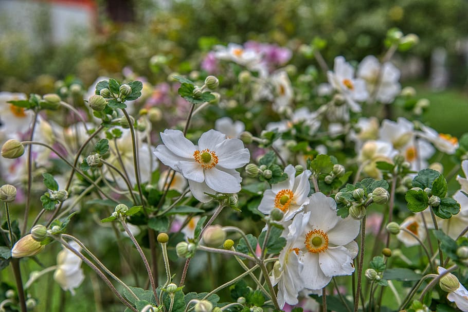 anemone, fall anemone, anemone hupehensis, white, yellow, hahnenfußgwächs, flowering plant, flower, plant, freshness
