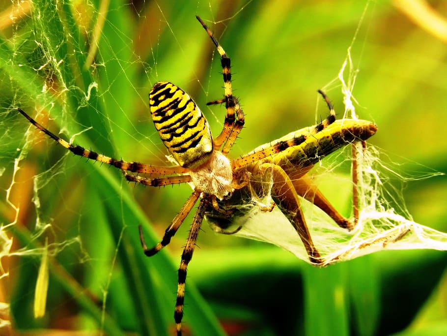 거미, 호랑이 거미, 말벌 거미, 네트워크, 먹이, 잡기, 실크 밴드 거미, zebraspinne, 휠 웹 거미, 줄무늬가있는