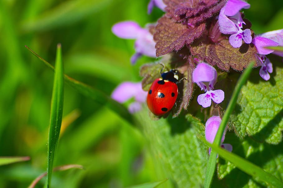 ladybird, bug, insect, nature, wildlife, garden, spring, wing, small, plant