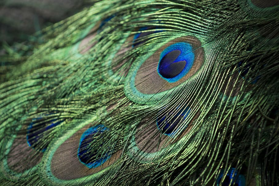 green, blue, peacock feathers, peacock, feathers, bird, colorful, animal, texture, plumage