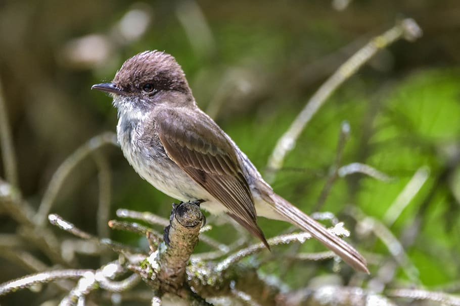 bird, eastern phoebe, full-profile, in a jumble on branches, large flycatcher, brown and white bird, animal themes, animal wildlife, animals in the wild, animal