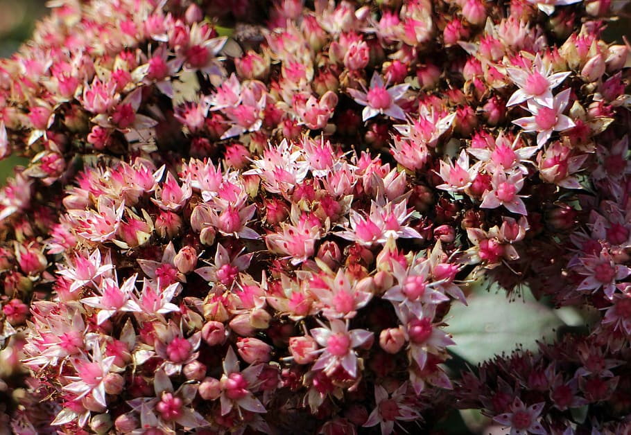 Flowers, Stonecrop, Fat Hen, big fat hen, green, pink, violet, plant, ornamental plant, ground cover