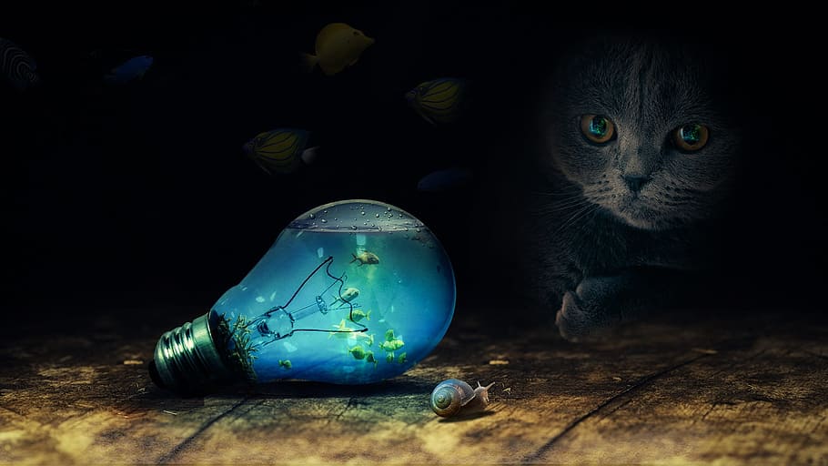 cat, watching, bulb, snail, current, light, fishes, blue, photoshop, manipulation