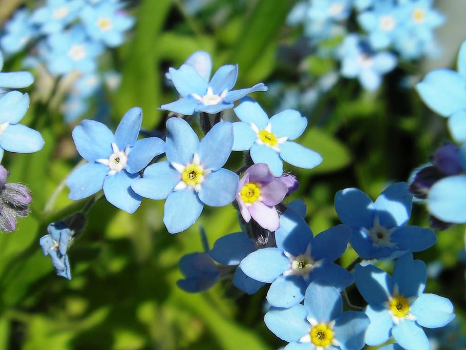 Myosotis, Forget-Me-Not, Flower, blue, blue stickseed, hackelia micrantha, bloom, blooming, nature, plants