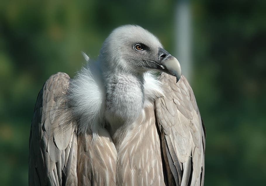white, gray, bird, vulture, raptor, animals, griffon vulture, feathers, beak, animal wildlife