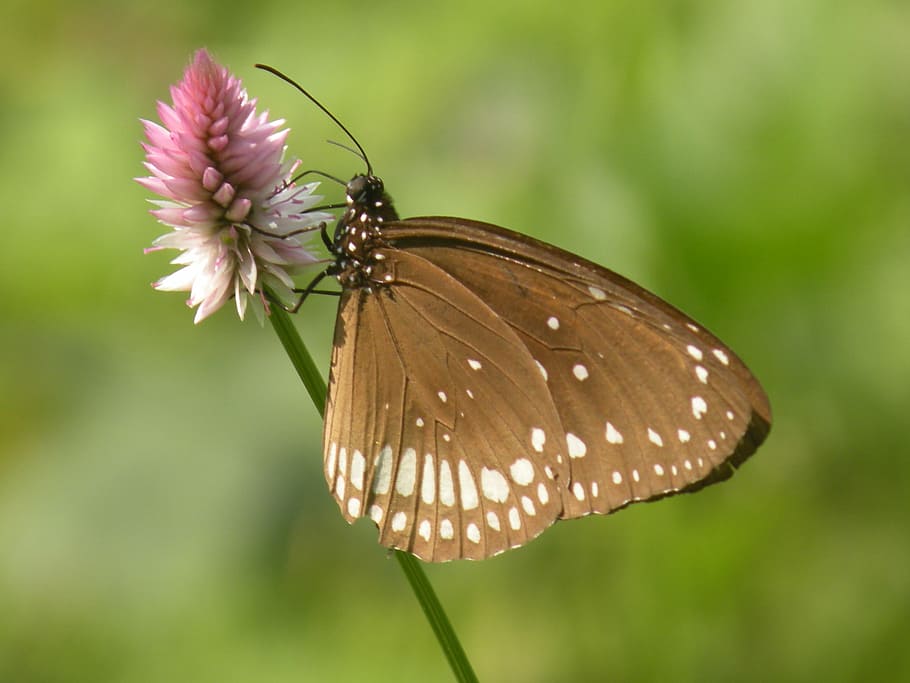 butterfly, green, insect, pink flower, invertebrate, animal wildlife, animal themes, animal, one animal, animal wing