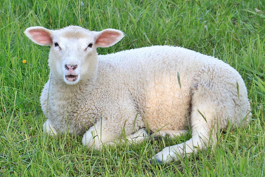 white, lamb, top, green, grass, sheep, lambs, animals, young animal, animal world