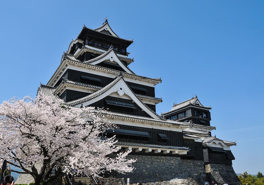 castelo chinês branco, cereja, primavera no japão, cerejeira, flores de cerejeira, flor de cerejeira, flor do japão, rosa, castelo, castelo kumamoto