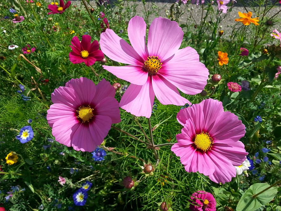 フィリグリー アネモネ 花 ピンク 紫の花 夏の花 夏のポスター 開花植物 植物 鮮度 Pxfuel