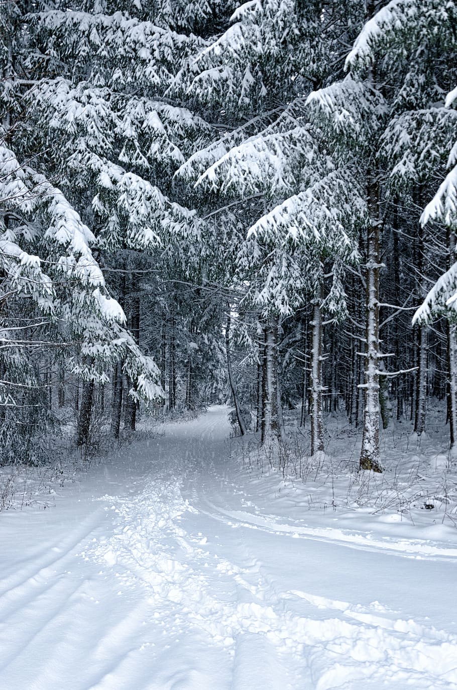 neve, inverno, frio, geada, congelado, paisagem, árvore, madeira, nevasca, gelado