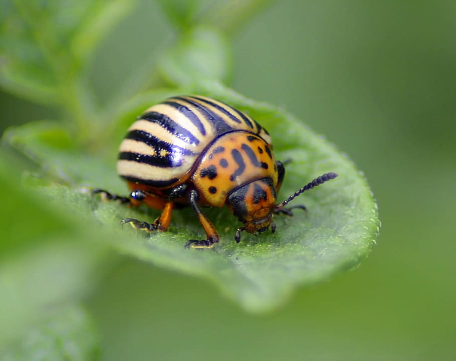 escarabajo de la patata, escarabajo, cabeza, plaga, hoja, sonda, hermosa, insecto, verde, colorido