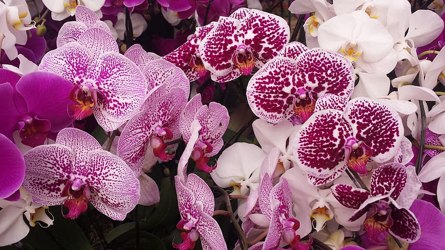 Flor, primavera, orquídea, Vietnam, buulong, dongnai, color rosa, planta, naturaleza, ninguna gente