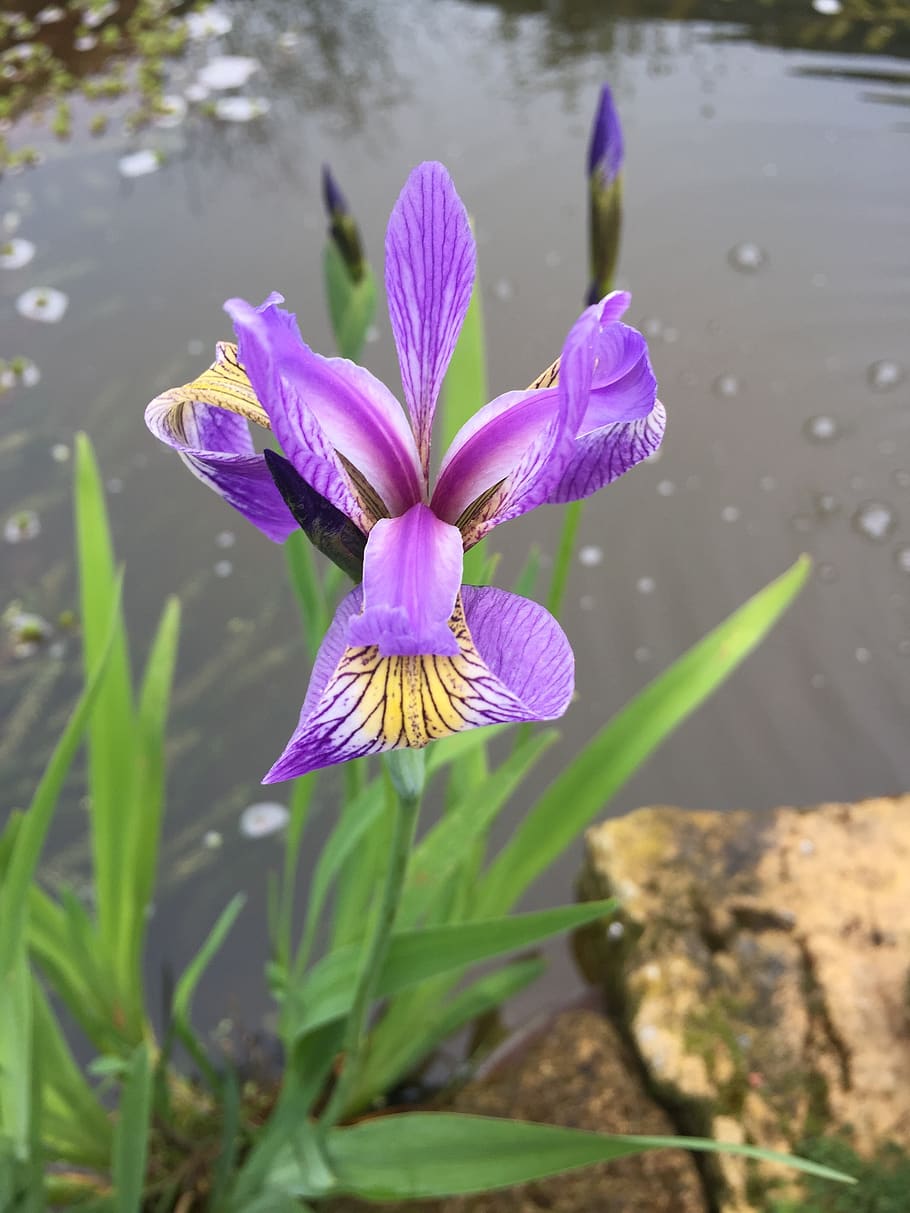 iris, flor morada, púrpura, planta de estanque, naturaleza, planta de  jardín, planta floreciendo, flor, fragilidad, vulnerabilidad | Pxfuel