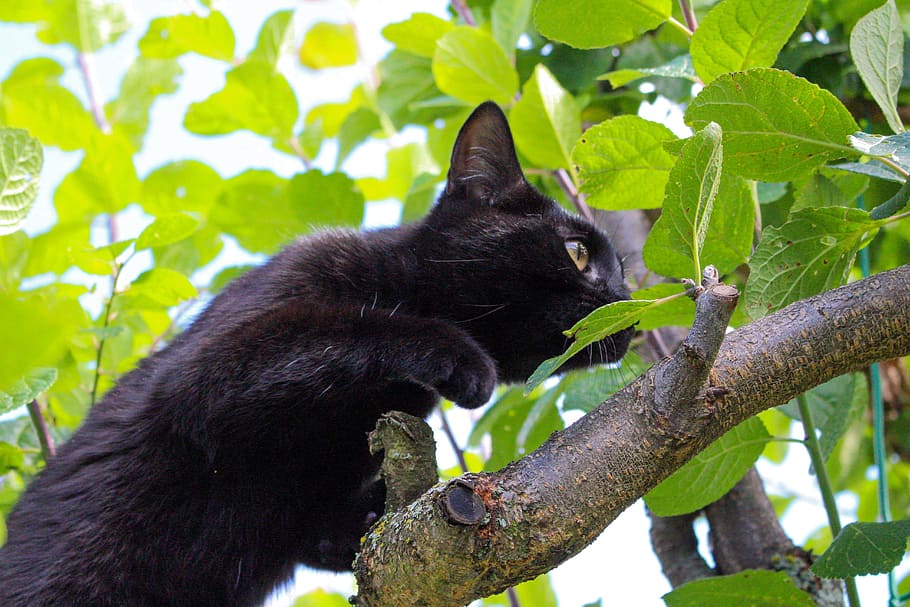 pelo corto, negro, rama de árbol, tomada, durante el día, Gato, Curioso, Animal, Mascota, Lindo