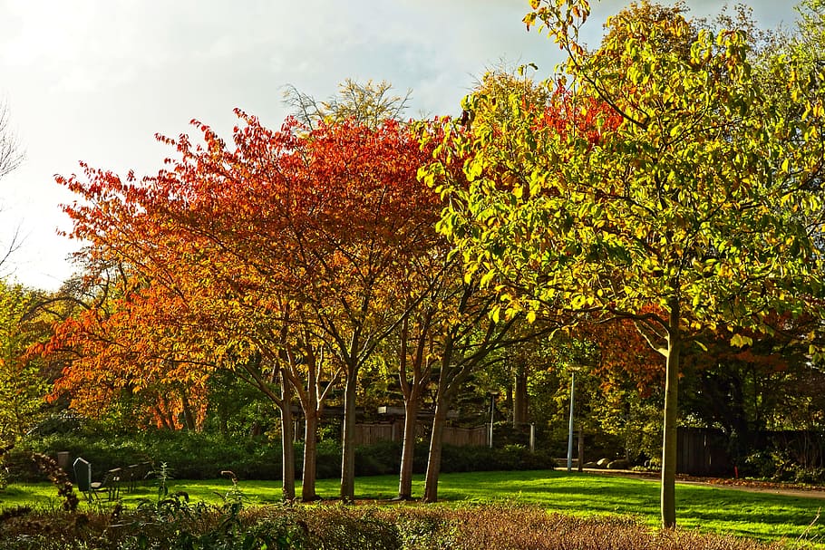 green leafed trees, trees, autumn trees, autumn foliage, autumn colors, autumn, fall, fall colors, red, yellow