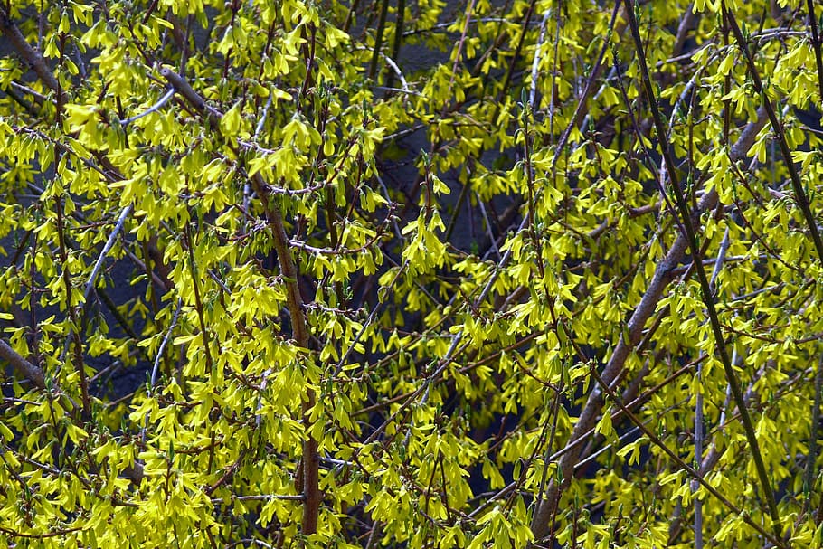 Laburnum, Primavera, Forsythia Intermedia, fotograma completo, color verde, naturaleza, fondos, hoja, sin gente, planta