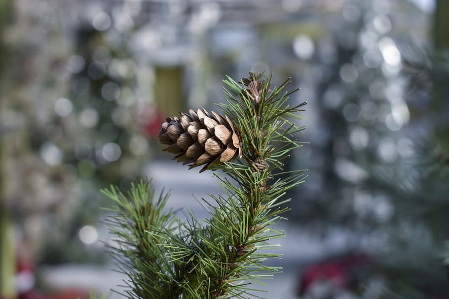 winter, holiday, christmas, decoration, ornament, december, pinecone, festive, tree, pine cone