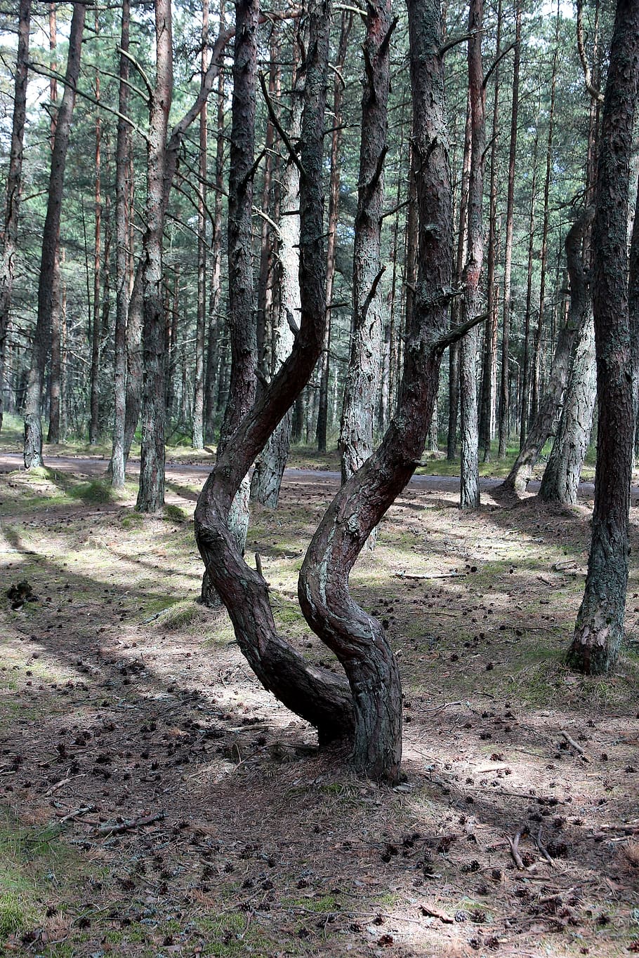 forest, coniferous forest, nature, trees, summer, coniferous tree, living nature, tree trunks, plant, the curonian spit