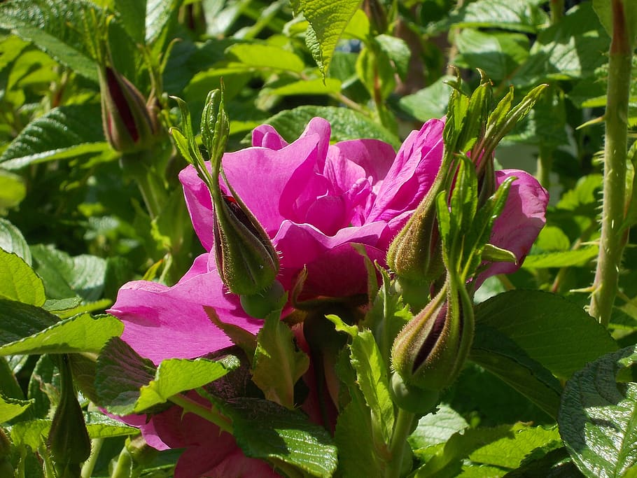 rosa rugosa, rose, potato rose, bush, blossom, bloom, plant, flowering plant, flower, beauty in nature