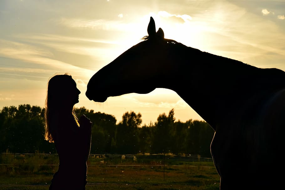 pandangan siluet, wanita di depan, wajah kuda, matahari terbenam, kuda, manusia, hubungan, melamun, teman, naik