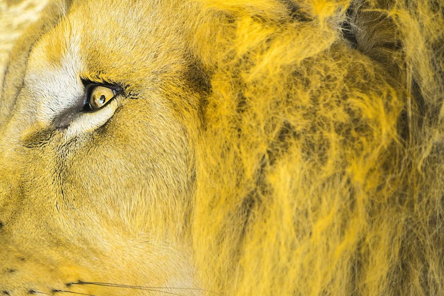 ライオンの目 頭 野生動物 自然 猫 捕食者 横顔 肖像画 毛皮 野生 Pxfuel