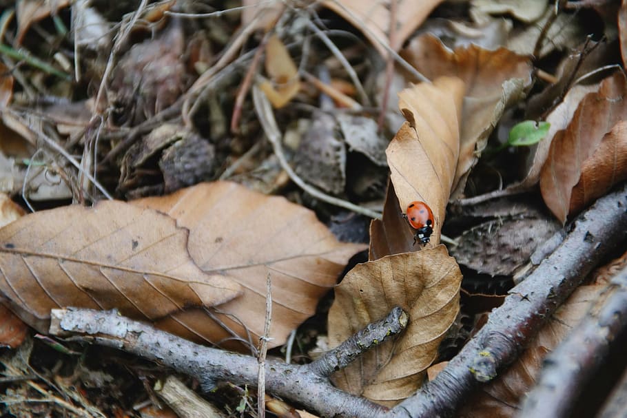 ladybug, leaves, autumn, close, animals, insect, macro, beetle, closeup, macro photo