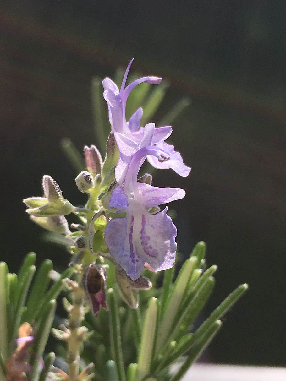 flower, nature, plant, garden, leaf, close up of rosemary, rosmarinus officinalis, culinary herbs, spice, mediterranean