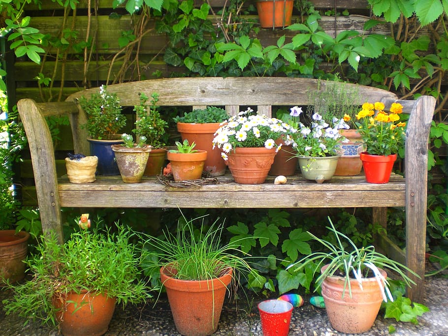 vasos de flores, flores, banco, planta em vaso, plantar, crescimento, natureza, dia, jardinagem, quintal da frente ou de trás