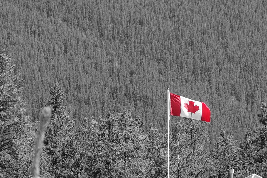 canada, canadian flag, national park, flag, outdoors, patriotism, plant, tree, red, day