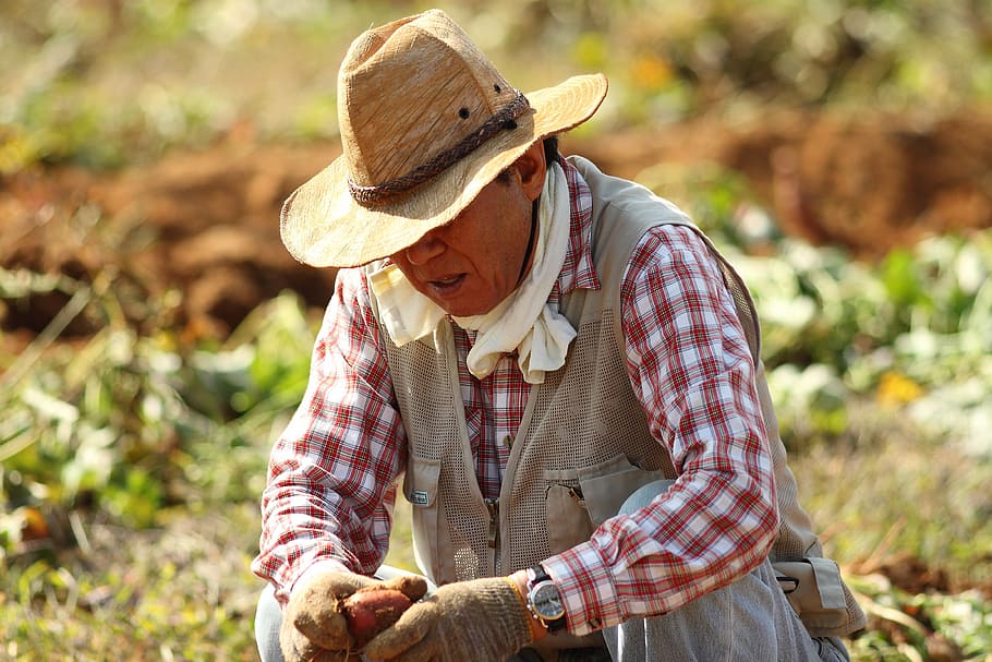 man, sitting, holding, carrots, straw hat, farmer, sweet potato farming, farming, harvest, country
