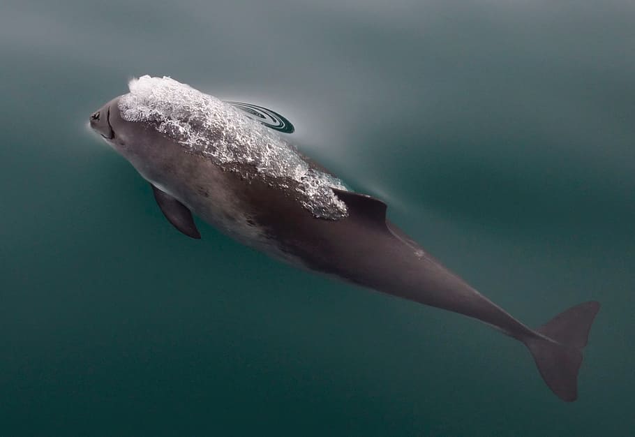 gray dolphin, harbor porpoise, water, sea, glacier bay, alaska, swimming, surface, marine, gray