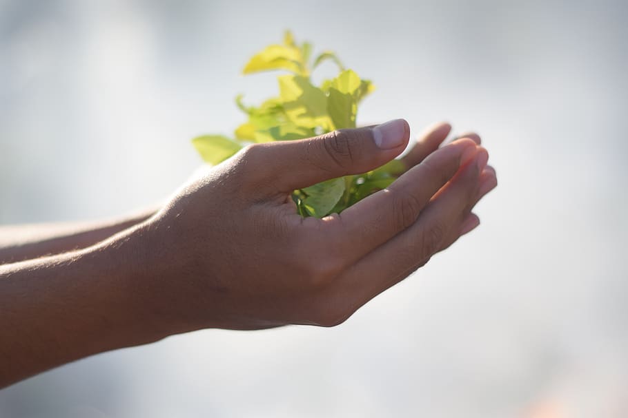 plant, hand, asap, human body part, human hand, holding, people, adult, close-up, nature