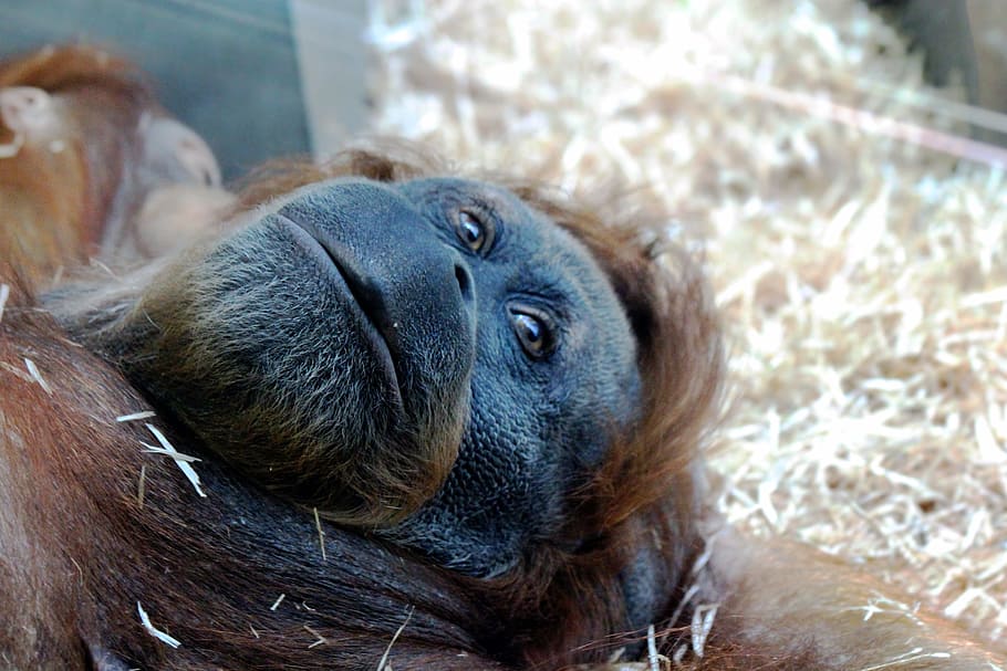 Orangutan, Monkey, Lies, Head, View, eyes, primacy, closeup, animal, zoo