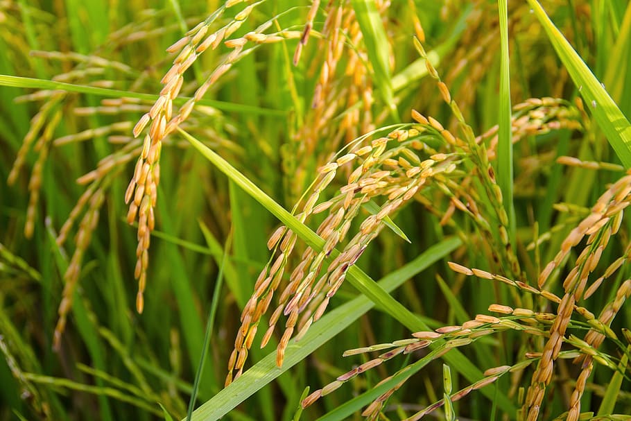 trigo de hoja verde, arroz, gavillas de arroz, oro, arroz con cáscara, agricultura, naturaleza, granja, arroz - Planta de cereales, crecimiento