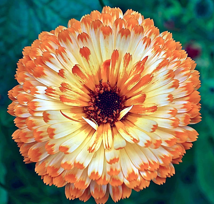 カレンデュラ 花 オレンジ 白 植物 カラフル 自然 マクロ 明るい 顕花植物 Pxfuel