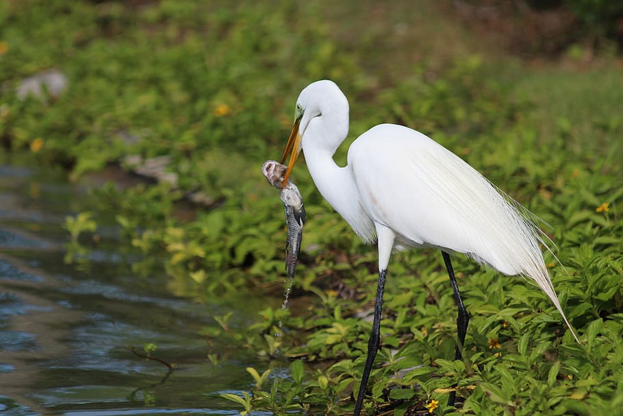 Great White Egret, Ardea Alba, egret, heron, wading birds, bird, green grass, green background, feathered race, eats