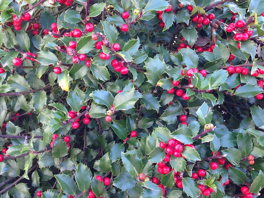 holly, holly berries, berry, nature, shrub, plant, ilex, plant part, leaf, growth