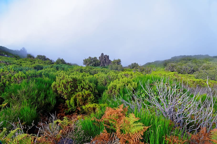 Landscape, Madeira, Highlands, Nature, wild, green, mystical, hilly, portugal, scenics