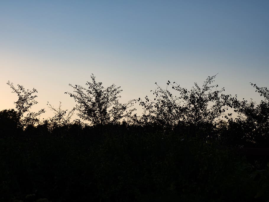 branches in sunset, Branches, Sunset, night, sillouette, Nature, tree, sky, outdoors, silhouette