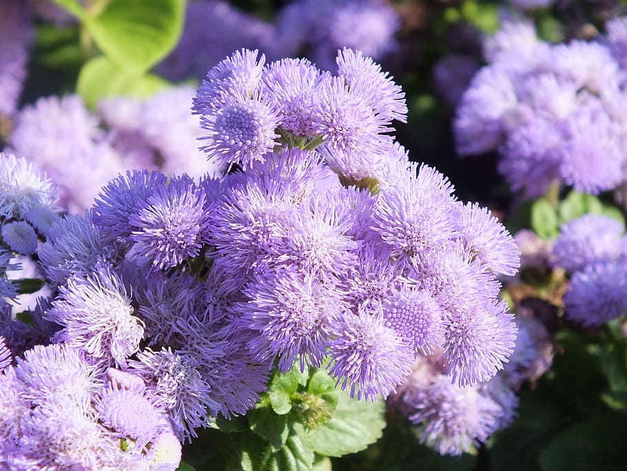ageratum, flowers, lilac, garden flowers, ageratum conyzoides, family asteraceae, flowering plant, flower, freshness, vulnerability