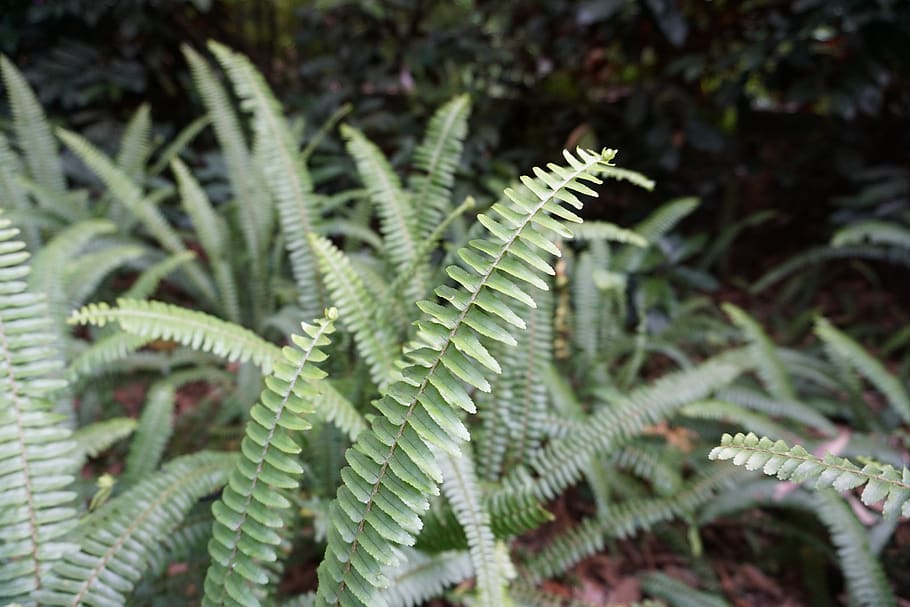 nature, plant, leaf, growth, green color, plant part, close-up, fern, beauty in nature, day