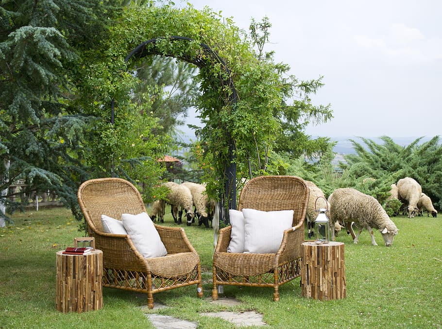 herd, sheep, behind, green, plant arbor, two, brown, wicker sofa chair, lawn, chair