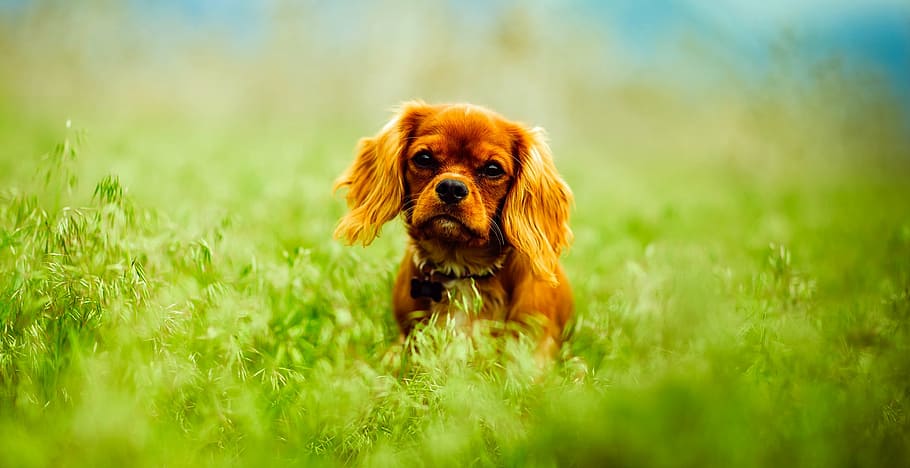 tan, cavalier, king charles spaniel puppy, puppy, dog, animal, domestic, adorable, cute, landscape