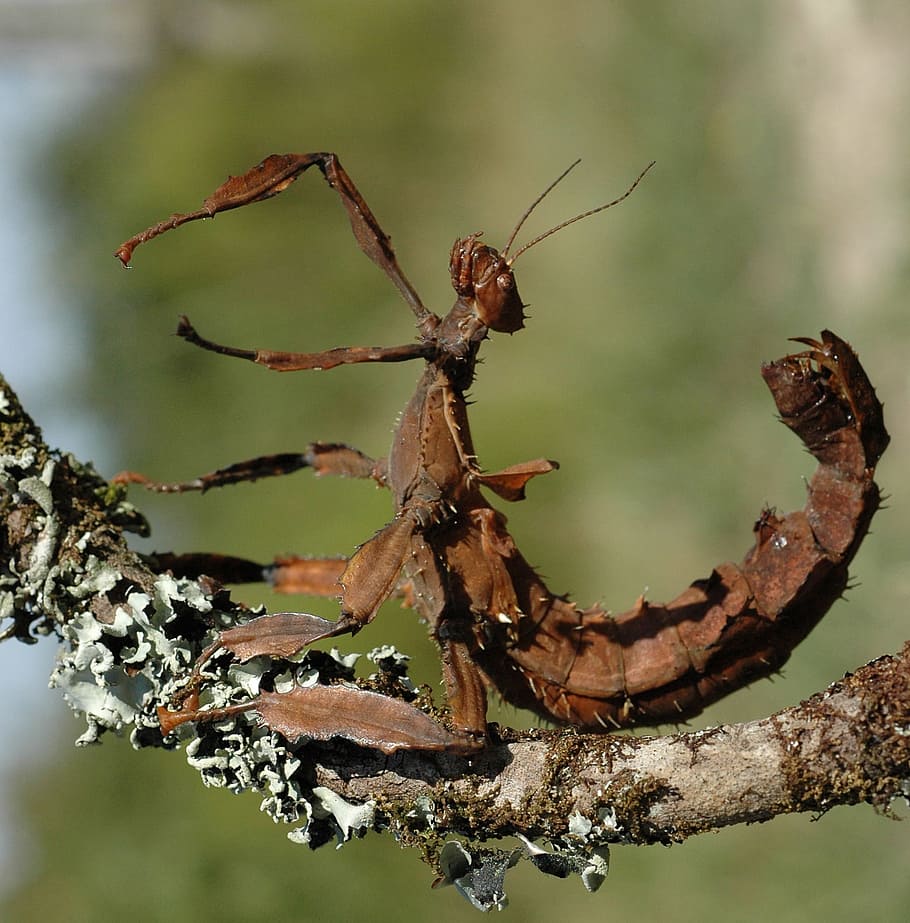 Stick Insect, Scorpion, Wood, Mimicry, stick insect scorpion, australia, insect, animal, day, close-up