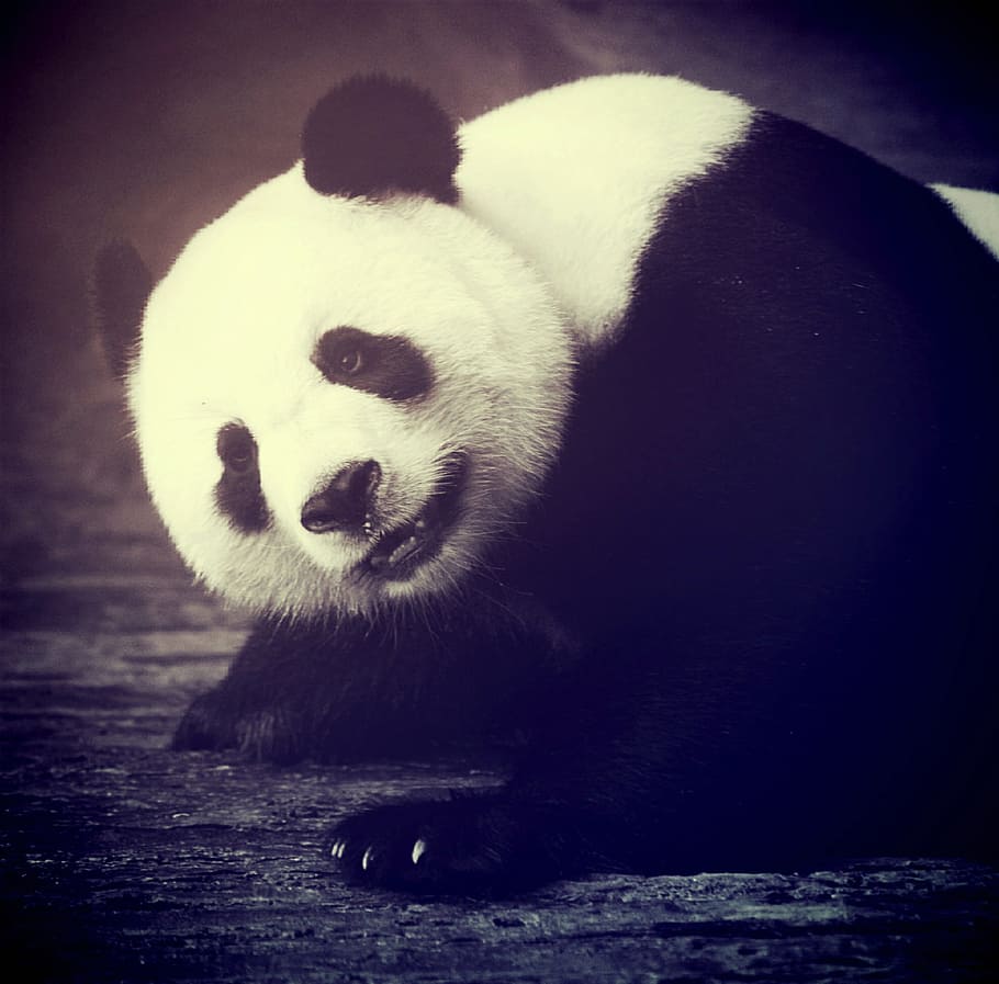 panda, oso, se sienta, piso, oso panda, animal, asia, bambú, grande, negro
