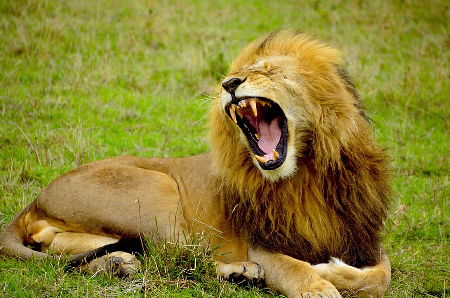 brown, lion, lying, grass, male, animal, wildlife, africa, safari, roar