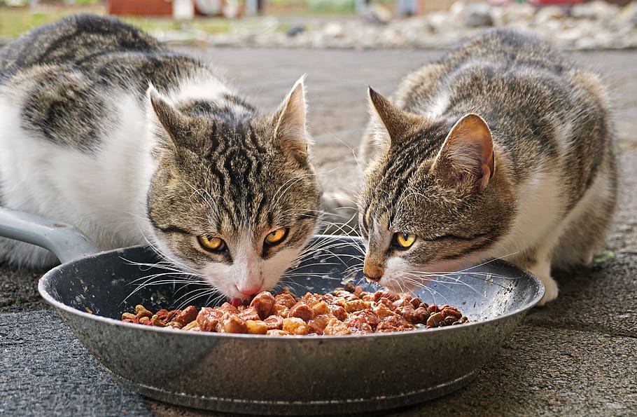 gatos, comer, comida, comida para gatos, gatos callejeros, dulce, piel, hambriento, mascota, gatito