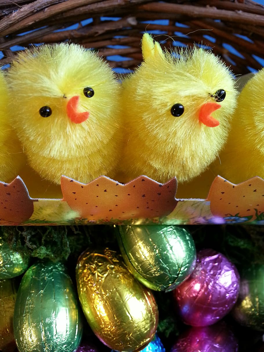 Paskah, Anak Ayam, Telur, Kuning, Berwarna-warni, bahagia, bersenang-senang, di dalam ruangan, perayaan, close-up