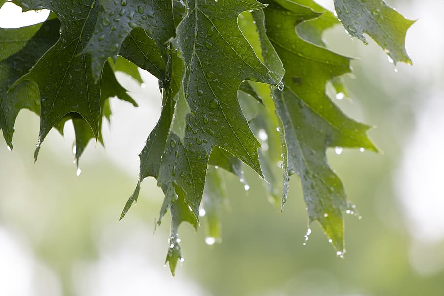 basah, daun, merapatkan, pohon, hujan, tetesan, cuaca, alam, di luar rumah, hijau
